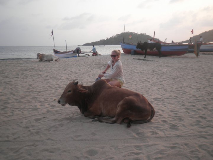Even the cows love Pololem Bay in Goa..