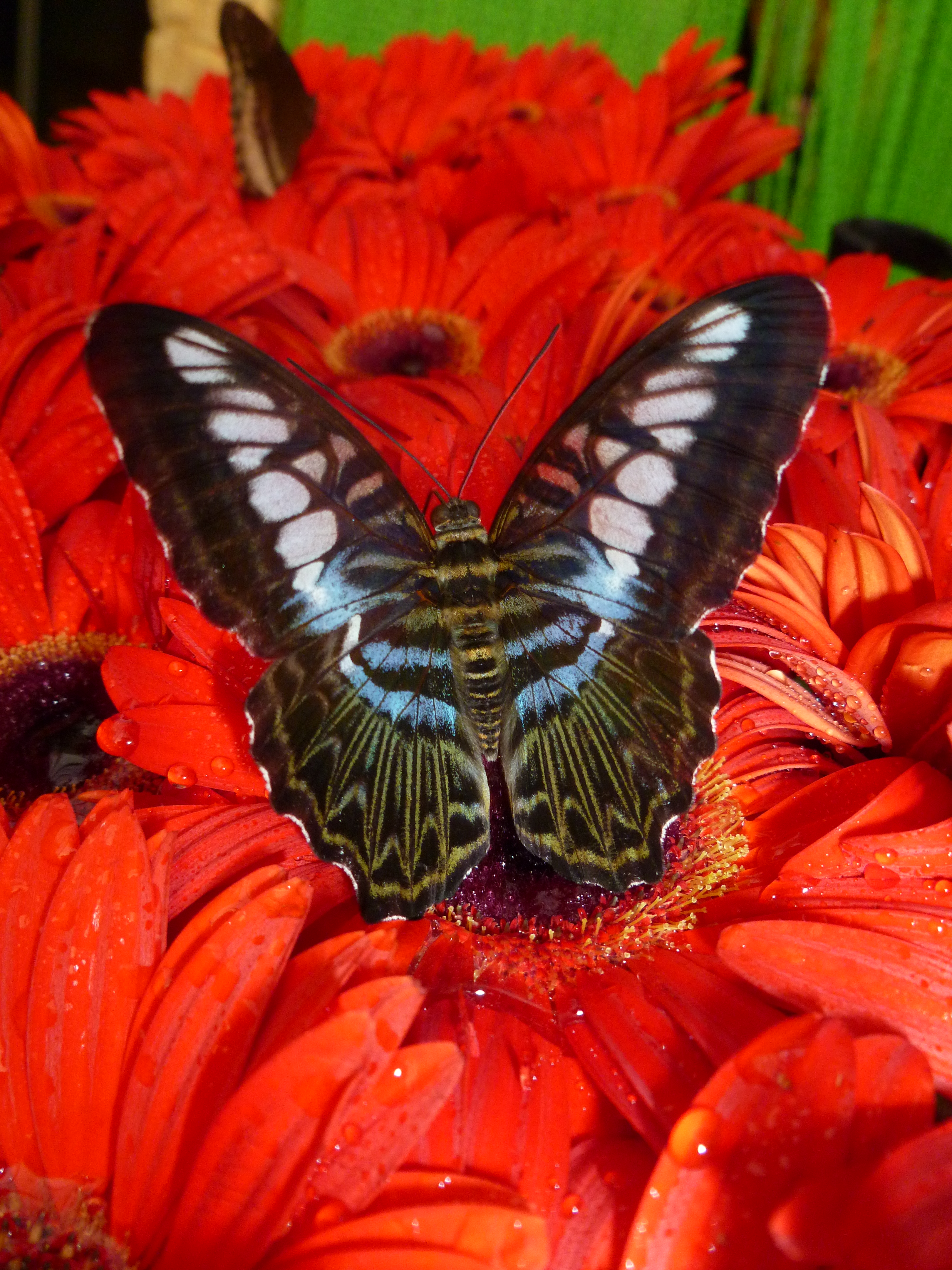 Butterfly Garden in Changi Airport